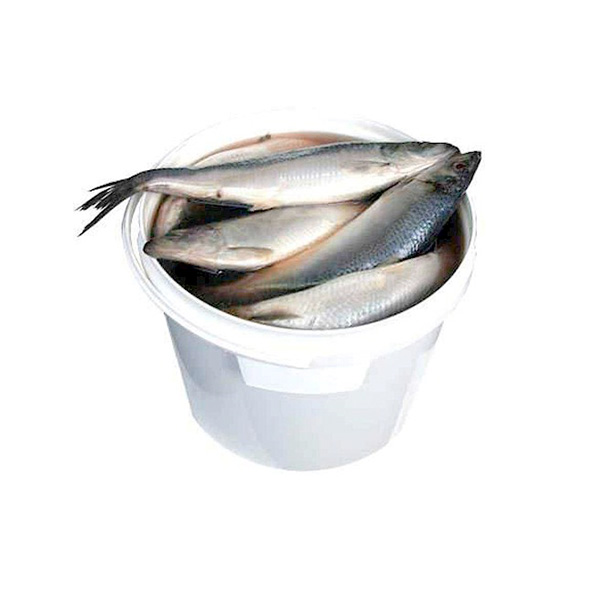 Slightly salted herring 7kg | HolodOK.gr
